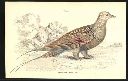 Stahlstich Das Pallas-Sandhuhn, altkoloriert, aus Cabinet des Thierreiches v. Sir William Jardine, III. Ornithologie