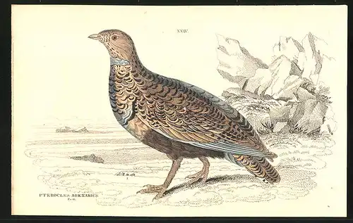 Stahlstich Das Band-Sandhuhn, altkoloriert, aus Cabinet des Thierreiches v. Sir William Jardine, III. Ornithologie