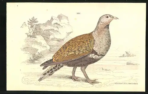 Stahlstich Das Band-Sandhuhn, altkoloriert, aus Cabinet des Thierreiches v. Sir William Jardine, III. Ornithologie