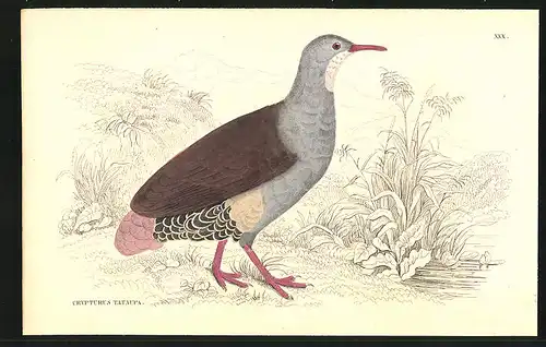 Stahlstich Der Tataupa, altkoloriert, aus Cabinet des Thierreiches v. Sir William Jardine, III. Ornithologie, 11 x 17cm