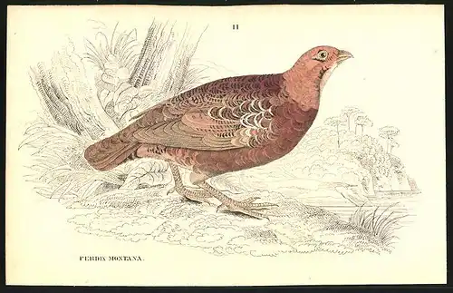 Stahlstich Das Bergfeldhuhn, altkoloriert, aus Cabinet des Thierreiches v. Sir William Jardine, III. Ornithologie