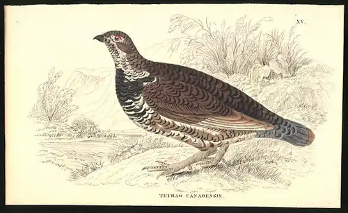 Stahlstich Das canadische Waldhuhn, altkoloriert, aus Cabinet des Thierreiches v. Sir William Jardine, III. Ornithologie
