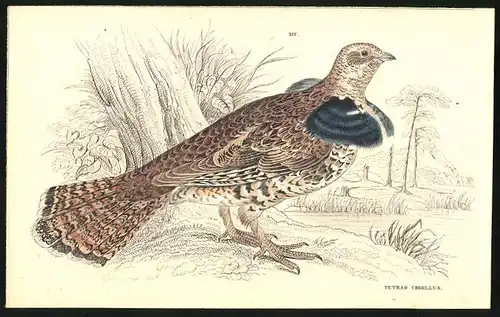 Stahlstich Das Kragenhuhn, altkoloriert, aus Cabinet des Thierreiches v. Sir William Jardine, III. Ornithologie