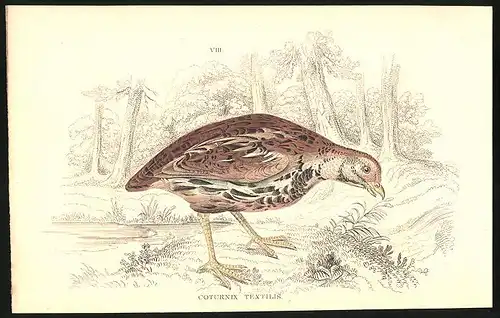 Stahlstich Die Coromandel-Wachtel, altkoloriert, aus Cabinet des Thierreiches v. Sir William Jardine, III. Ornithologie