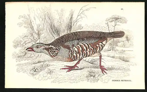 Stahlstich Das Felsenfeldhuhn, altkoloriert, aus Cabinet des Thierreiches v. Sir William Jardine, III. Ornithologie