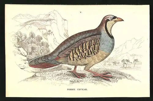 Stahlstich Das Schukar-Feldhuhn, altkoloriert, aus Cabinet des Thierreiches v. Sir William Jardine, III. Ornithologie