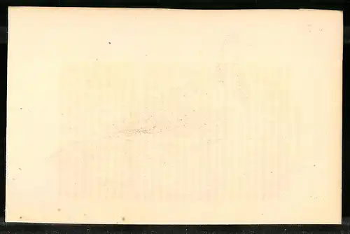 Stahlstich Das Huhn der Ebenen, altkoloriert, aus Cabinet des Thierreiches v. Sir William Jardine, III. Ornithologie