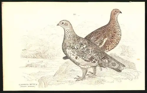 Stahlstich Das gemeine Schneehuhn, altkoloriert, aus Cabinet des Thierreiches v. Sir William Jardine, III. Ornithologie