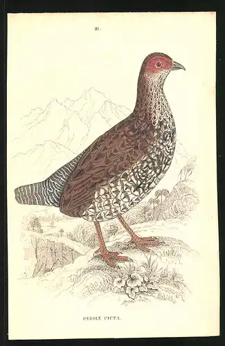 Stahlstich Das bunte Feldhuhn, altkoloriert, aus Cabinet des Thierreiches v. Sir William Jardine, III. Ornithologie