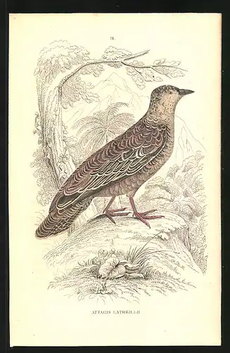 Stahlstich Latreilles Attagis, altkoloriert, aus Cabinet des Thierreiches v. Sir William Jardine, III. Ornithologie