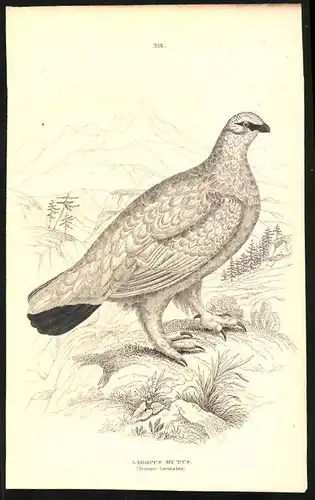 Stahlstich Das gemeine Schneehuhn, altkoloriert, aus Cabinet des Thierreiches v. Sir William Jardine, III. Ornithologie