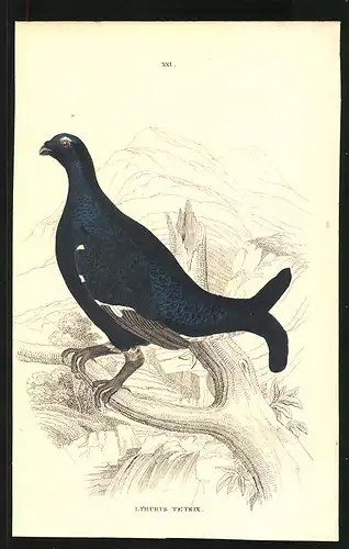 Stahlstich Das gemeine Birkhuhn, altkoloriert, aus Cabinet des Thierreiches v. Sir William Jardine, III. Ornithologie