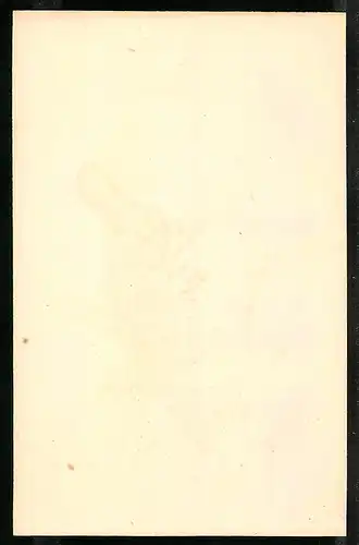 Stahlstich Der weissgefleckte Ortygis, altkoloriert, aus Cabinet des Thierreiches v. Sir William Jardine, 11 x 17cm