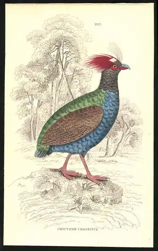 Stahlstich Der Rulul von Malacca, altkoloriert, aus Cabinet des Thierreiches v. Sir William Jardine, III. Ornithologie