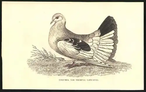 Stahlstich Pfauentaube, altkoloriert, aus Cabinet des Thierreiches v. Sir William Jardine, VII. Ornithologie, Pesth 1839