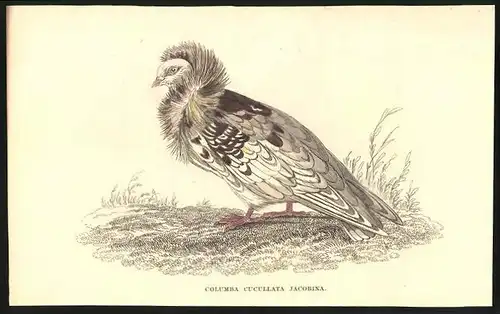 Stahlstich Schleiertaube, altkoloriert, aus Cabinet des Thierreiches v. Sir William Jardine, VII. Ornithologie