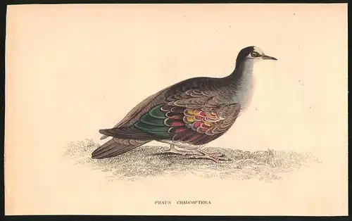Stahlstich Erzflügelige Taube, altkoloriert, aus Cabinet des Thierreiches v. Sir William Jardine, VII. Ornithologie