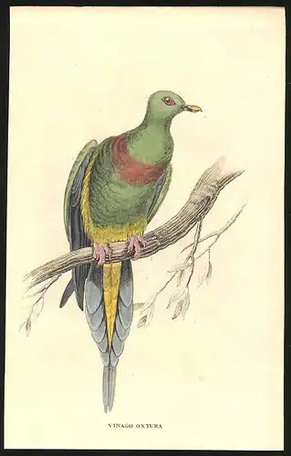 Stahlstich Spitzschwanz-Taube, altkoloriert, aus Cabinet des Thierreiches v. Sir William Jardine, VII. Ornithologie
