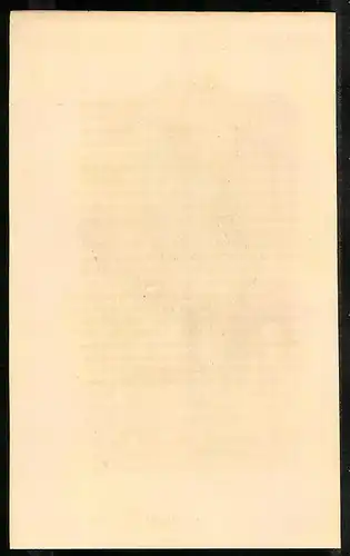 Stahlstich Spitzschwanz-Taube, altkoloriert, aus Cabinet des Thierreiches v. Sir William Jardine, VII. Ornithologie
