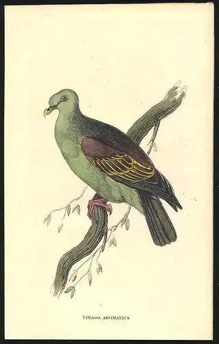 Stahlstich Gewürz-Taube, altkoloriert, aus Cabinet des Thierreiches v. Sir William Jardine, VII. Ornithologie, 11 x 17cm