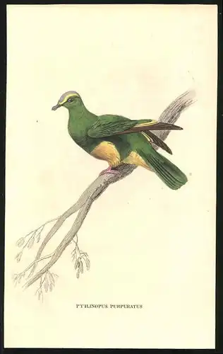 Stahlstich Purpurscheitel-Taube, altkoloriert, aus Cabinet des Thierreiches v. Sir William Jardine, VII. Ornithologie