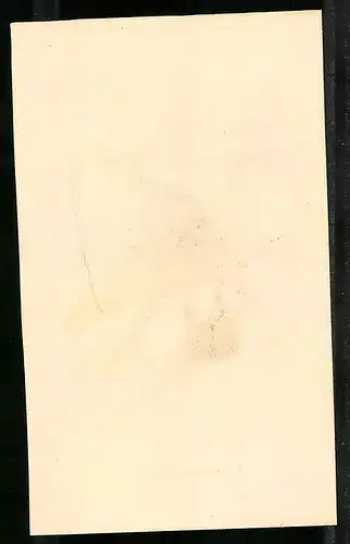 Stahlstich Mönch-Taube, altkoloriert, aus Cabinet des Thierreiches v. Sir William Jardine, VII. Ornithologie, 11 x 17cm