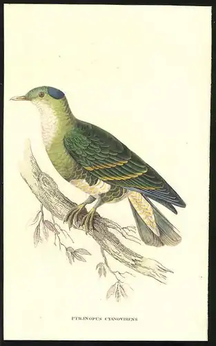 Stahlstich Blaugrüne Taube, altkoloriert, aus Cabinet des Thierreiches v. Sir William Jardine, VII. Ornithologie