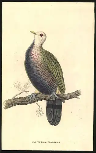 Stahlstich Prächtige Taube, altkoloriert, aus Cabinet des Thierreiches v. Sir William Jardine, VII. Ornithologie