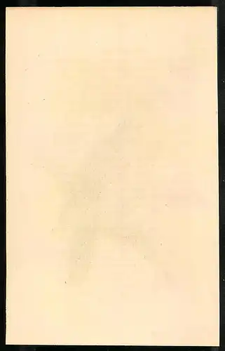 Stahlstich Ueberseeische Taube, altkoloriert, aus Cabinet des Thierreiches v. Sir William Jardine, VII. Ornithologie