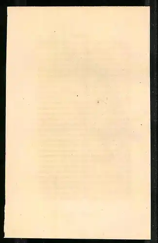 Stahlstich Fasan-Taube, altkoloriert, aus Cabinet des Thierreiches v. Sir William Jardine, VII. Ornithologie, 11 x 17cm