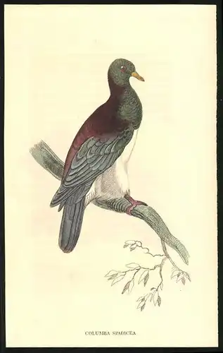 Stahlstich Kastanienbraune Taube, altkoloriert, aus Cabinet des Thierreiches v. Sir William Jardine, VII. Ornithologie