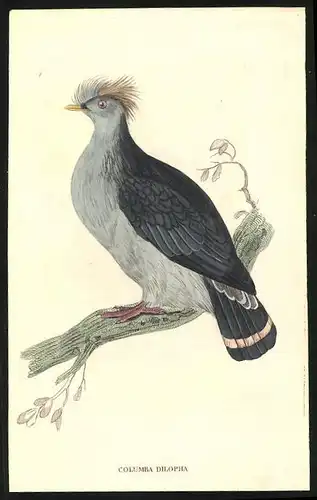 Stahlstich Doppelschopfige Taube, altkoloriert, aus Cabinet des Thierreiches v. Sir William Jardine, VII. Ornithologie