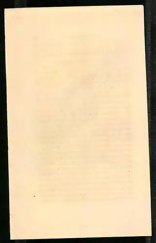 Stahlstich Doppelschopfige Taube, altkoloriert, aus Cabinet des Thierreiches v. Sir William Jardine, VII. Ornithologie