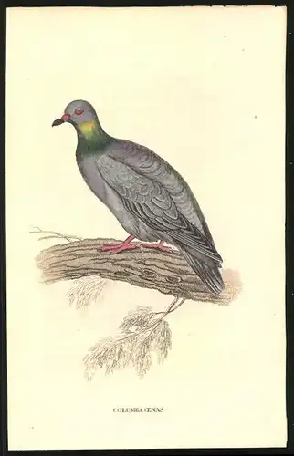 Stahlstich Holz-Taube, altkoloriert, aus Cabinet des Thierreiches v. Sir William Jardine, VII. Ornithologie, 11 x 17cm
