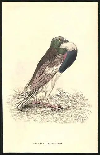 Stahlstich Kropf-Taube, altkoloriert, aus Cabinet des Thierreiches v. Sir William Jardine, VII. Ornithologie, 11 x 17cm