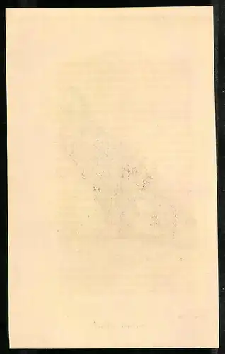 Stahlstich Türkische Taube, altkoloriert, aus Cabinet des Thierreiches v. Sir William Jardine, VII. Ornithologie
