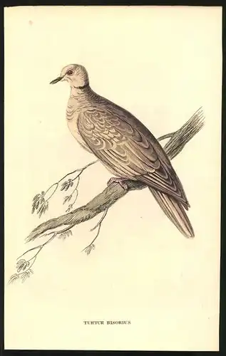 Stahlstich Lach-Taube, altkoloriert, aus Cabinet des Thierreiches v. Sir William Jardine, VII. Ornithologie, 11 x 17cm