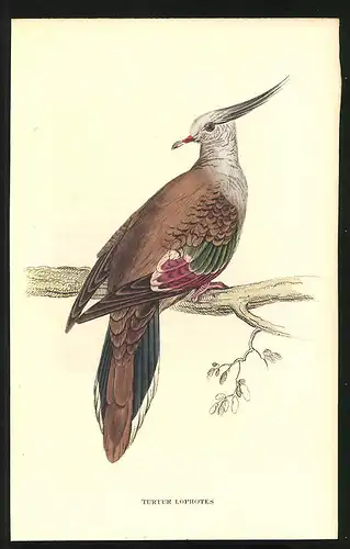 Stahlstich Schopf-Taube, altkoloriert, aus Cabinet des Thierreiches v. Sir William Jardine, VII. Ornithologie, 11 x 17cm