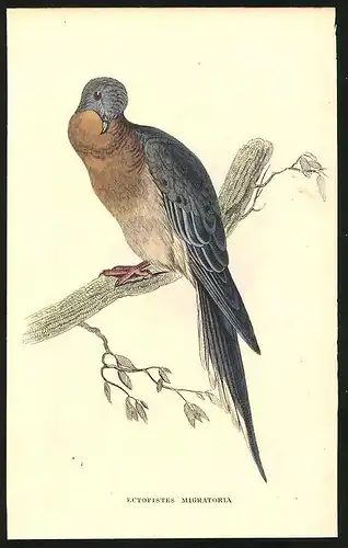 Stahlstich Zug-Taube, altkoloriert, aus Cabinet des Thierreiches v. Sir William Jardine, VII. Ornithologie, 11 x 17cm