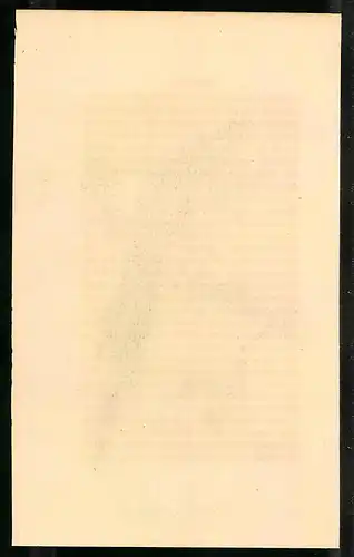 Stahlstich Zug-Taube, altkoloriert, aus Cabinet des Thierreiches v. Sir William Jardine, VII. Ornithologie, 11 x 17cm