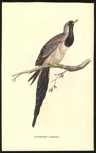 Stahlstich Cap-Taube, altkoloriert, aus Cabinet des Thierreiches v. Sir William Jardine, VII. Ornithologie, 11 x 17cm