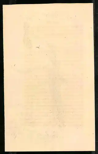 Stahlstich Cap-Taube, altkoloriert, aus Cabinet des Thierreiches v. Sir William Jardine, VII. Ornithologie, 11 x 17cm
