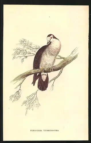 Stahlstich Tamburin-Taube, altkoloriert, aus Cabinet des Thierreiches v. Sir William Jardine, VII. Ornithologie