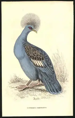 Stahlstich Kron-Taube, altkoloriert, aus Cabinet des Thierreiches v. Sir William Jardine, VII. Ornithologie, 11 x 17cm