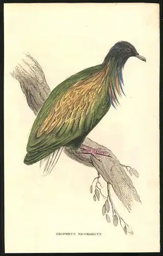 Stahlstich Nikobar-Taube, altkoloriert, aus Cabinet des Thierreiches v. Sir William Jardine, VII. Ornithologie