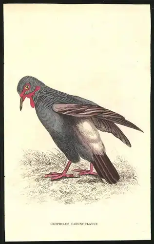 Stahlstich Drüsen-Taube, altkoloriert, aus Cabinet des Thierreiches v. Sir William Jardine, VII. Ornithologie, 11 x 17cm