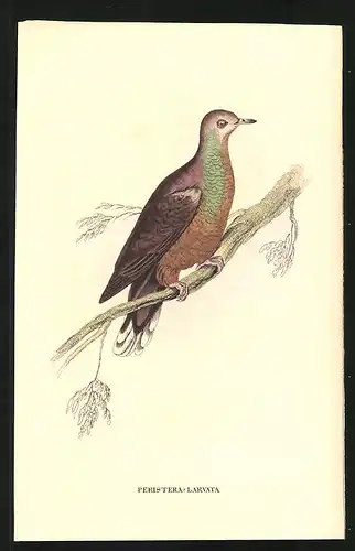 Stahlstich Weissgestirnte Taube, altkoloriert, aus Cabinet des Thierreiches v. Sir William Jardine, VII. Ornithologie