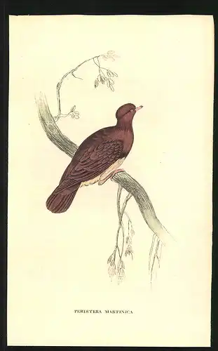 Stahlstich Martinica-Taube, altkoloriert, aus Cabinet des Thierreiches v. Sir William Jardine, VII. Ornithologie