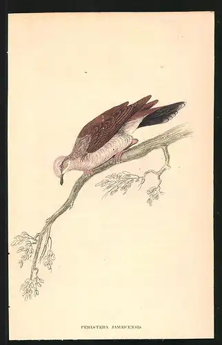 Stahlstich Jamaica-Taube, altkoloriert, aus Cabinet des Thierreiches v. Sir William Jardine, VII. Ornithologie