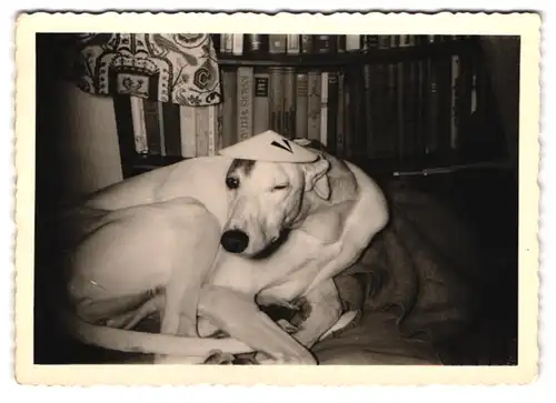 21 Fotografien Hund - Windhund, hübsche Blondine mit Greyhound, Hund-Schnappschüsse in verschiedenen Situationen